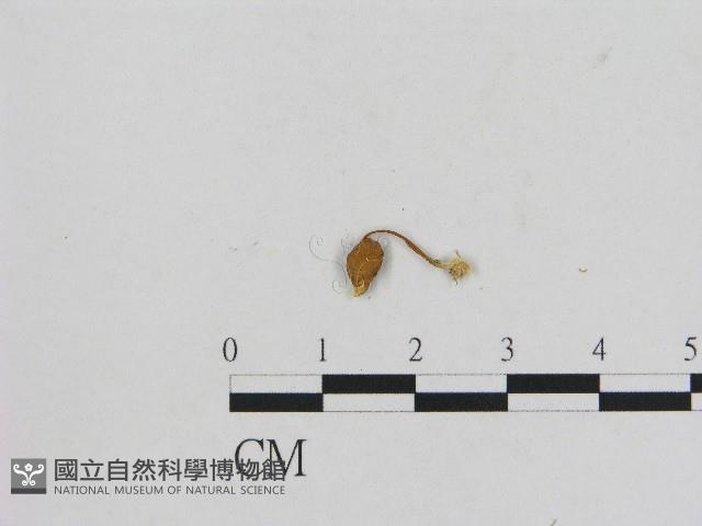 小菇屬藏品圖，第3張