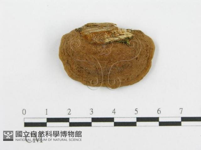 登錄號:F0012739藏品圖，第3張