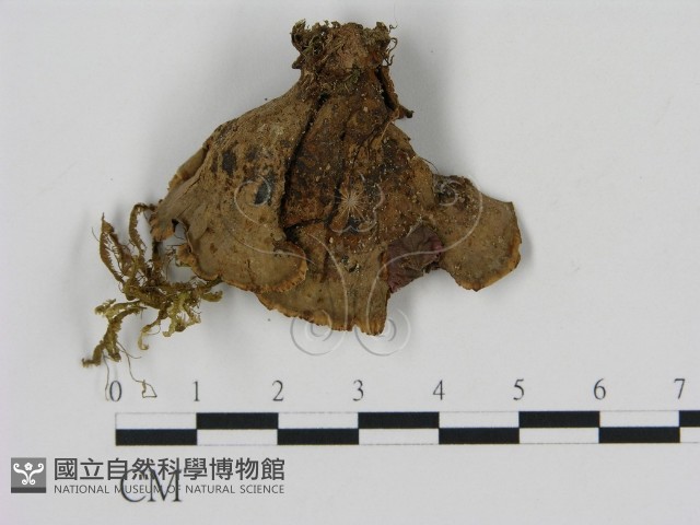 刺革菌屬藏品圖，第3張
