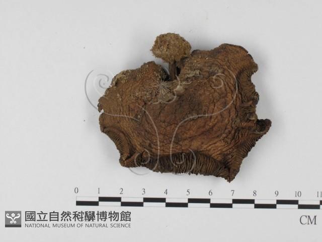 登錄號:F0025739藏品圖，第3張