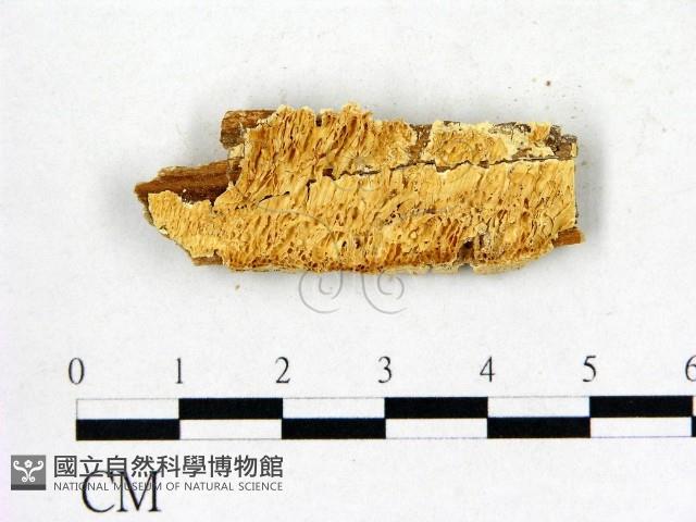 登錄號:F0015739藏品圖，第3張