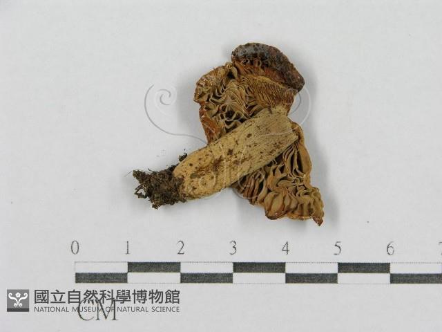 登錄號:F0009739藏品圖，第3張