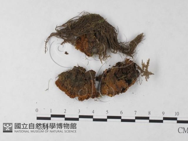 刺革菌屬藏品圖，第3張