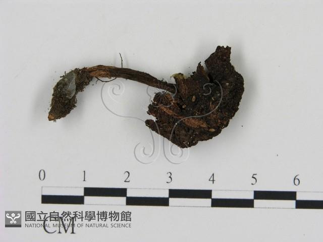 登錄號:F0003739藏品圖，第3張