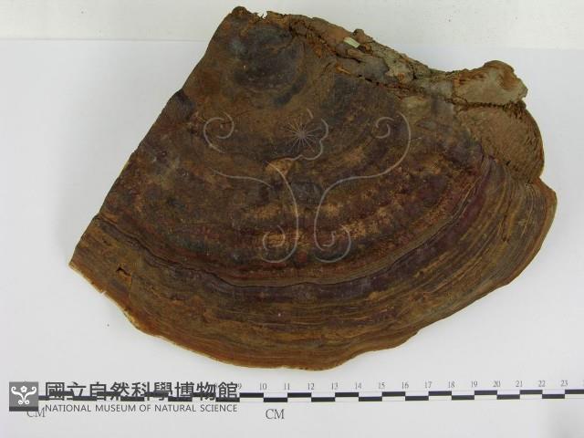 登錄號:F0013739藏品圖，第1張