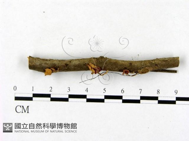 登錄號:F0008539藏品圖，第3張