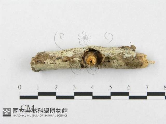 登錄號:F0000539藏品圖，第3張