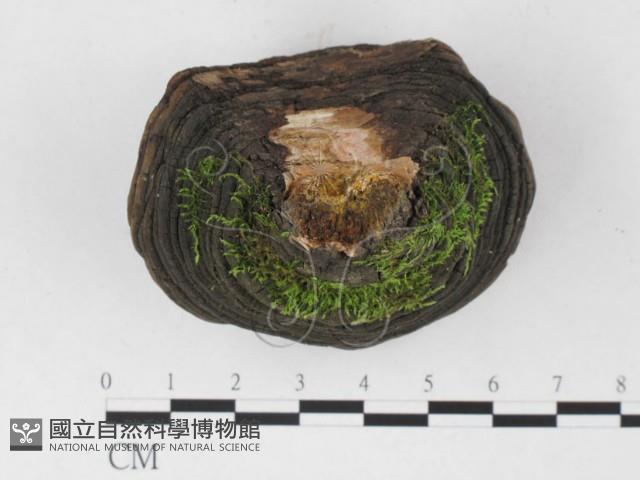 登錄號:F0026539藏品圖，第3張