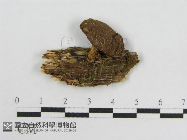 登錄號:F0016539藏品圖，第3張