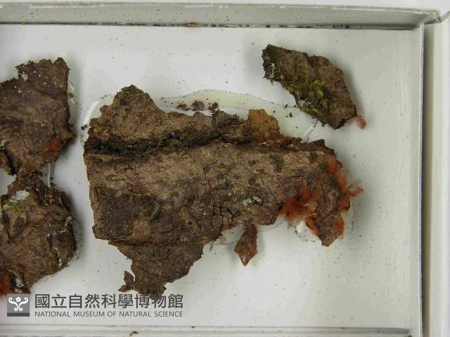 館號:F0021539藏品圖，第3張