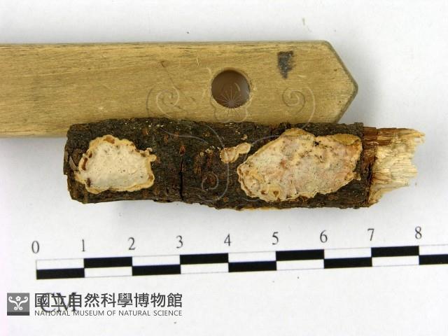 登錄號:F0001539藏品圖，第3張