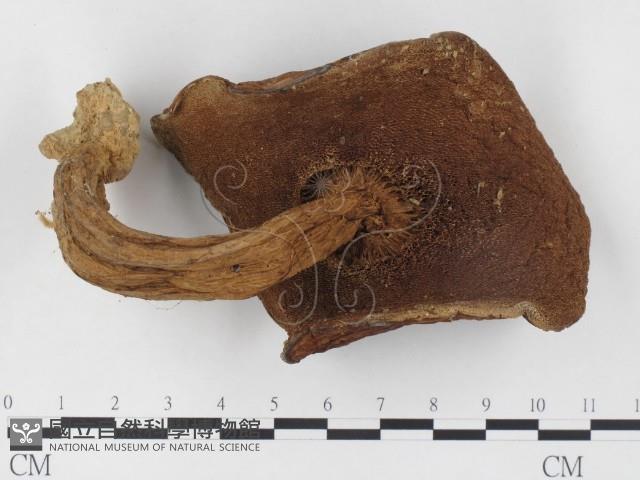 登錄號:F0024539藏品圖，第3張