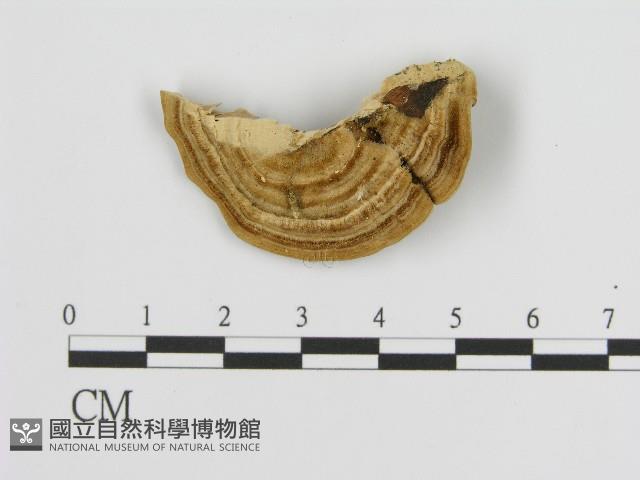 登錄號:F0004539藏品圖，第3張