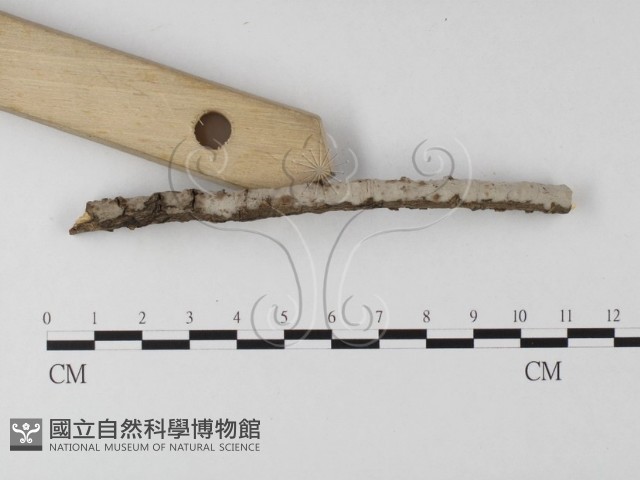 筍殼菌屬藏品圖，第3張