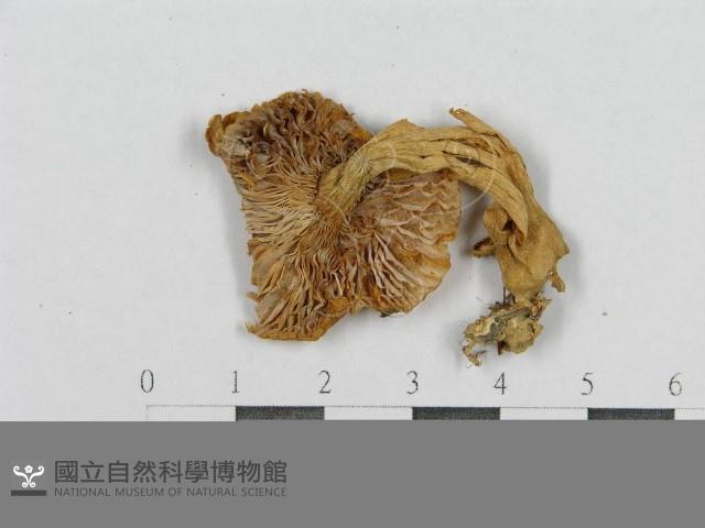 登錄號:F0005539藏品圖，第3張
