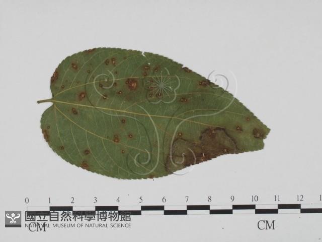 登錄號:F0019539藏品圖，第3張