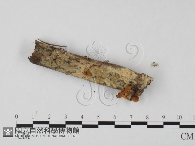 登錄號:F0023539藏品圖，第3張
