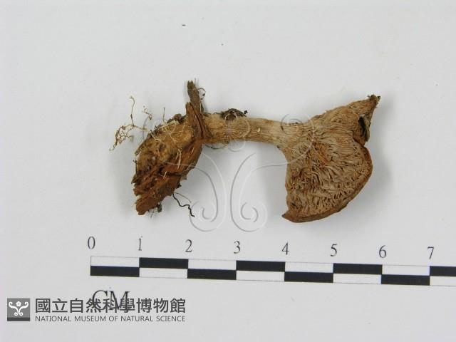 登錄號:F0003539藏品圖，第3張