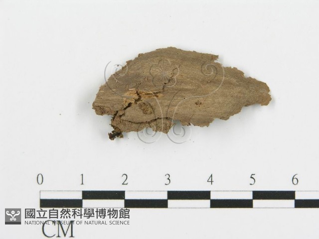 串擔革菌屬藏品圖，第3張