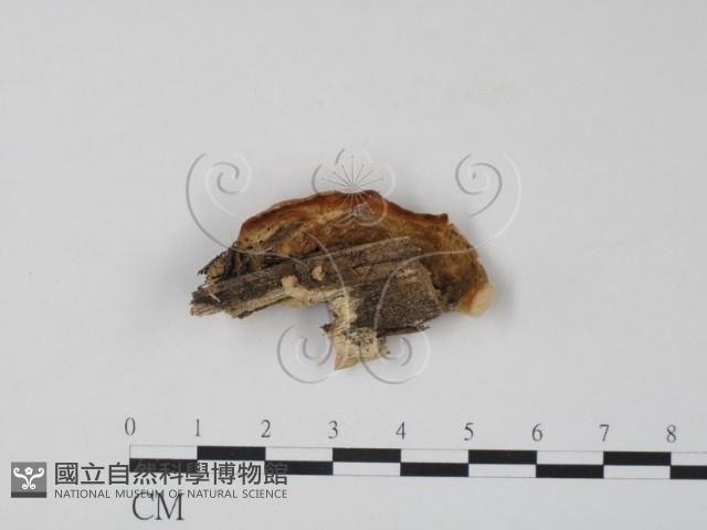 栓菌屬藏品圖，第3張