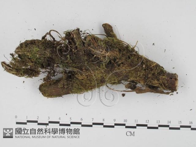 登錄號:F0001139藏品圖，第3張
