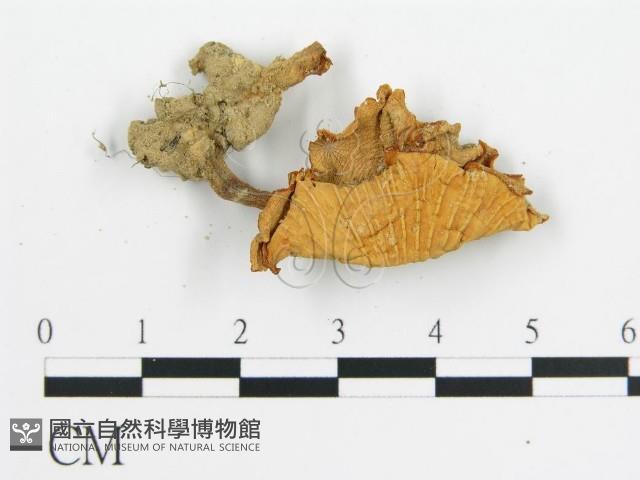 登錄號:F0011139藏品圖，第3張