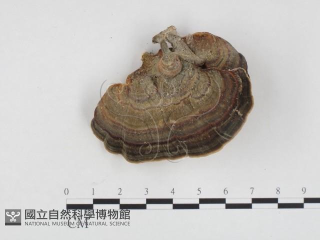 相鄰小孔菌藏品圖，第3張