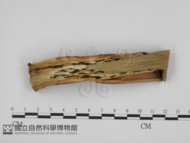 麥白黑穗菌藏品圖，第3張