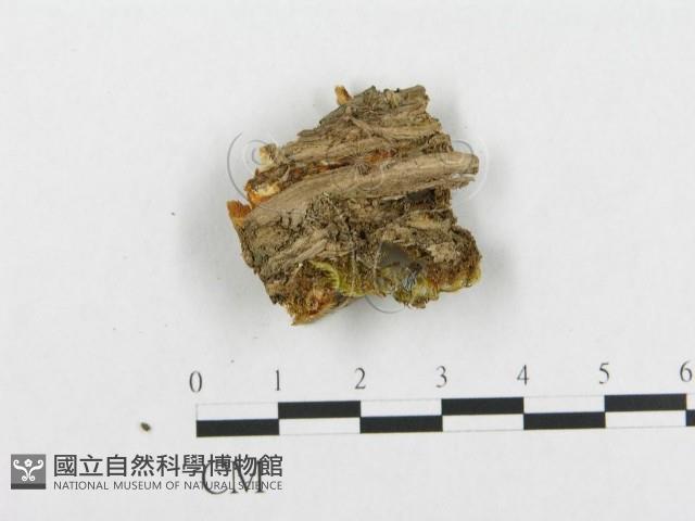 登錄號:F0007139藏品圖，第3張