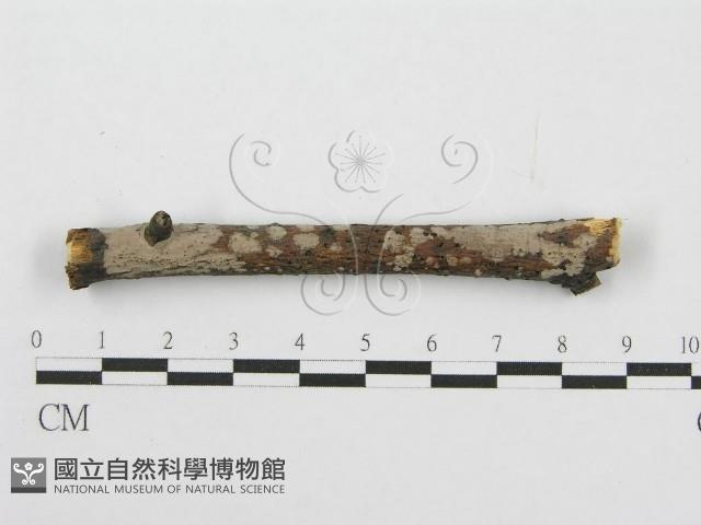 筍殼菌屬藏品圖，第3張