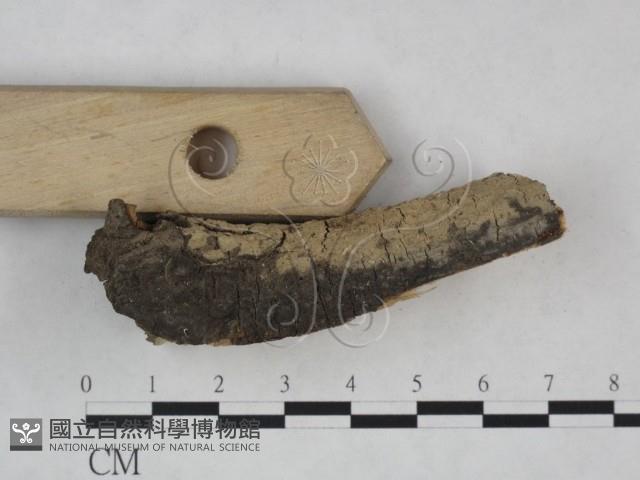 登錄號:F0025139藏品圖，第3張
