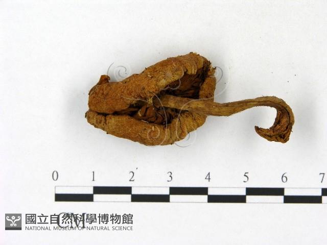 登錄號:F0023139藏品圖，第3張