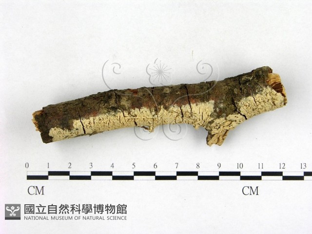 登錄號:F0003139藏品圖，第3張