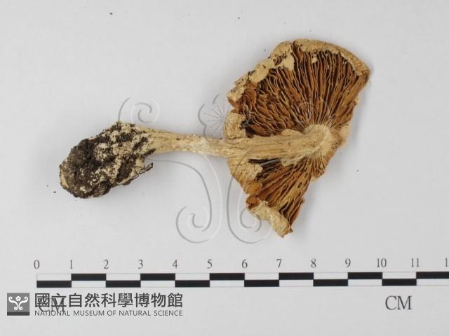 登錄號:F0013139藏品圖，第3張