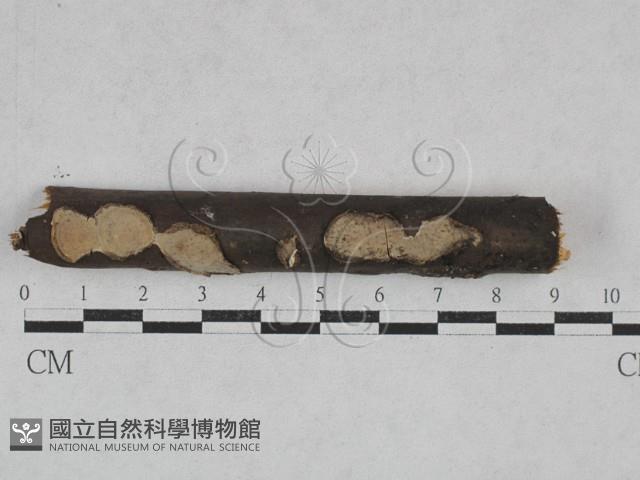 登錄號:F0028039藏品圖，第3張