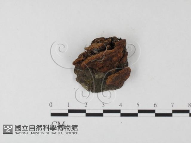 木層孔菌屬藏品圖，第3張