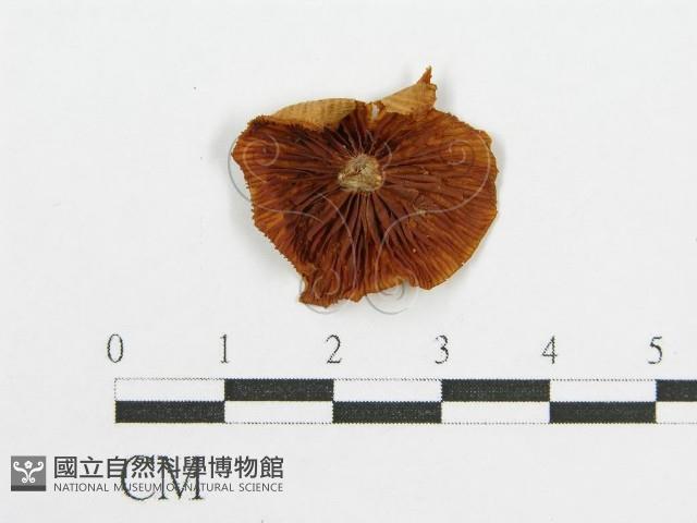 登錄號:F0011039藏品圖，第3張