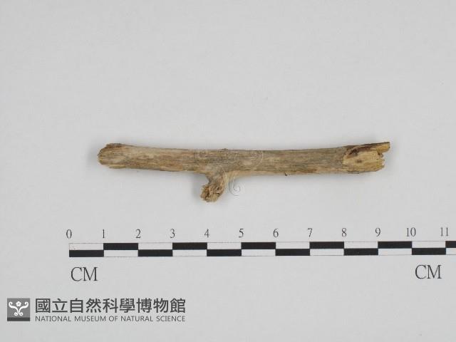 絲齒菌屬藏品圖，第3張