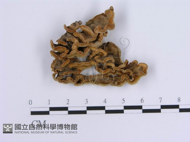 登錄號:F0014039藏品圖，第3張