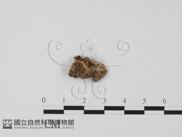 登錄號:F0022039藏品圖，第3張