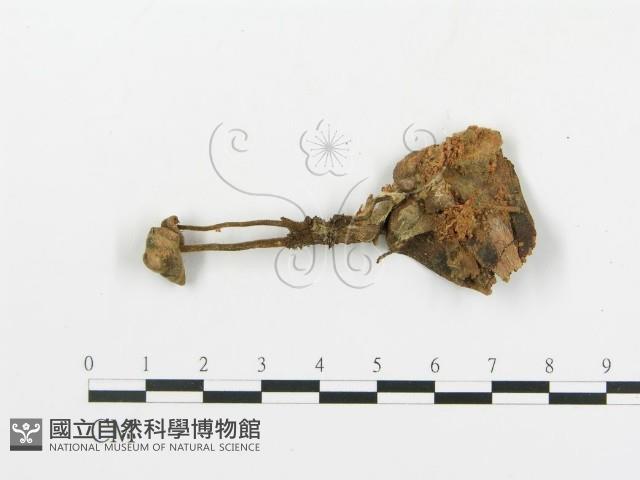 登錄號:F0002039藏品圖，第3張