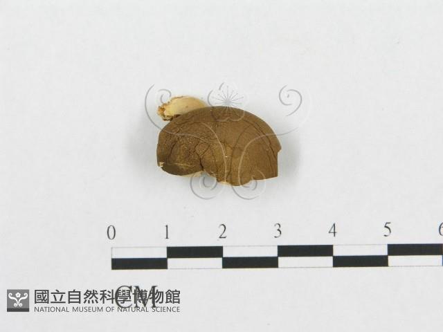 登錄號:F0007039藏品圖，第3張