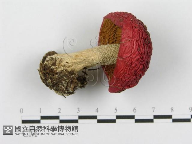 紅菇屬藏品圖，第3張