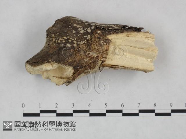 絲皮菌屬藏品圖，第3張