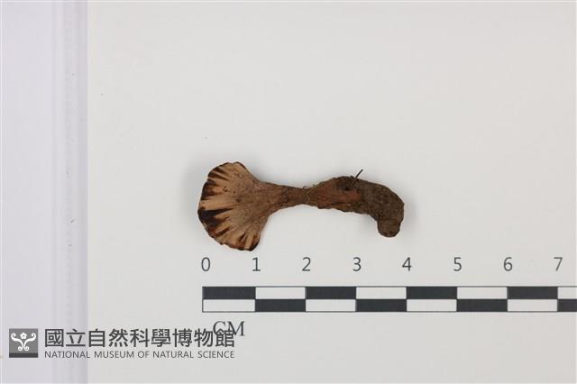登錄號:F0035039藏品圖，第3張