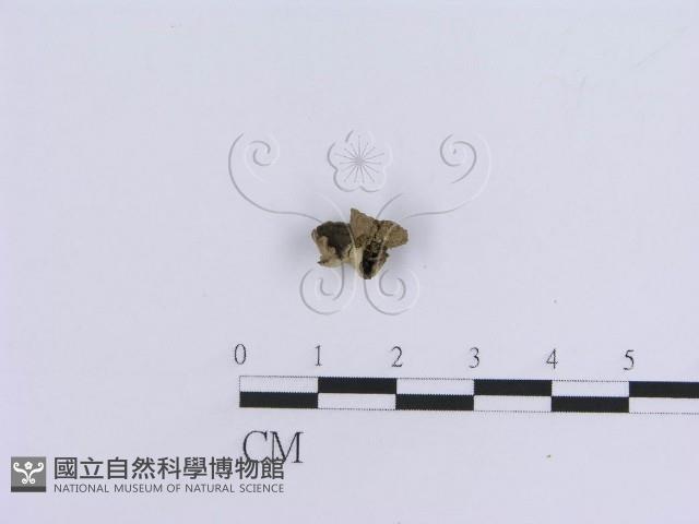 登錄號:F0019039藏品圖，第3張
