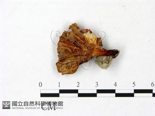 Accession Number:F0023039 Collection Image, Figure 3, Total 3 Figures