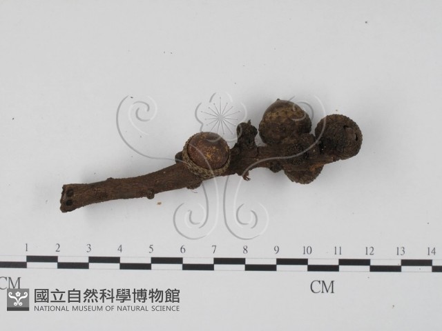 登錄號:F0003039藏品圖，第3張
