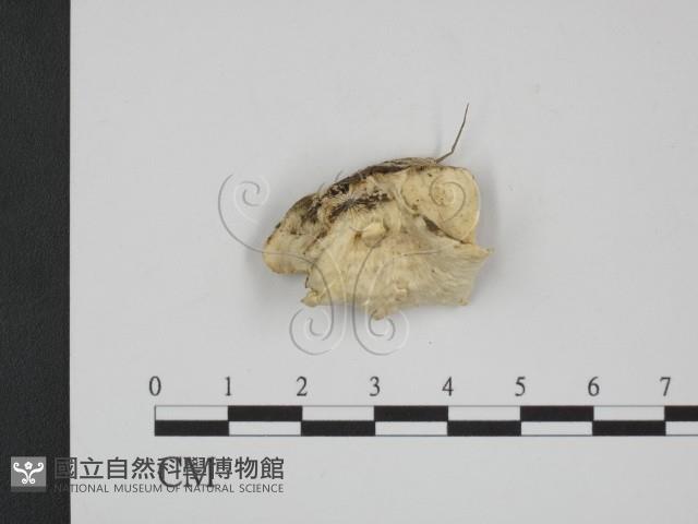 登錄號:F0020339藏品圖，第3張