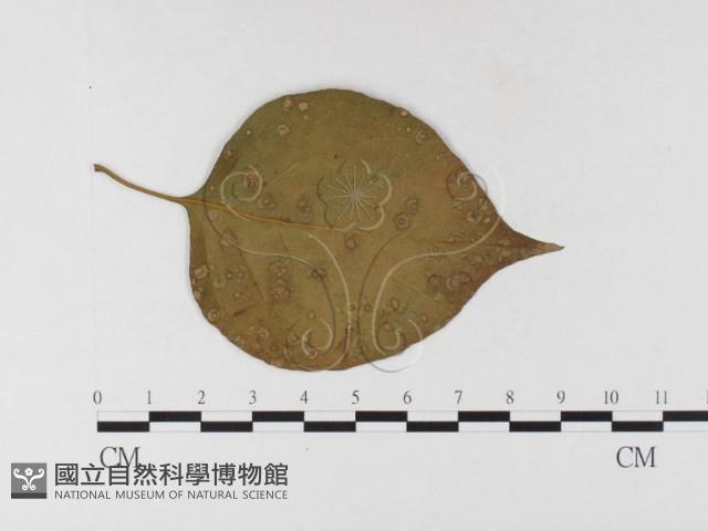 登錄號:F0026339藏品圖，第1張